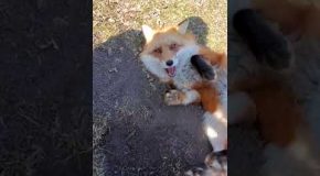 Dixiedo Fox Steals Camera And Runs Off!