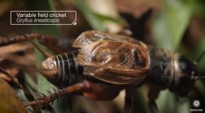 Here’s Why Crickets Never Seem To Stop Making Noises!
