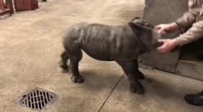 Tiny Rhino Calf Plays With The Zoo Keeper!