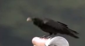 Wild Crows Use Cars To Crack Open Hard Nuts!