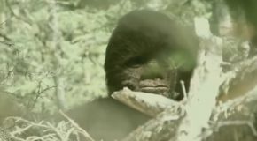 Some Joke Footage Of “Bigfoot”!