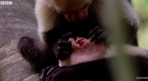 Capuchin Monkey Checks Out The Teeth Of Another Capuchin Monkey!