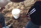 Child’s First Attempt At Milking A Cow Goes Hilarious!