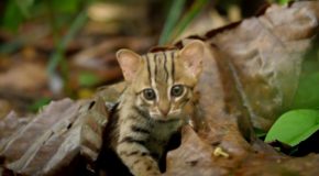 Glimpse Of The Smallest Cat On Earth