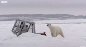Gordon Buchanan Comes Face To Face With Enormous Polar Bear