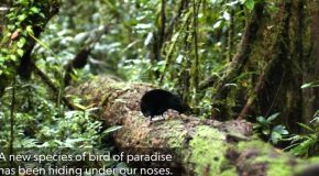 New Species Of Bird Of Paradise Found, Beautiful Mating Ritual Captured On Tape!