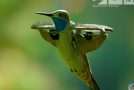 Robot Hummingbird Used To Film Half A Billion Monarch Butterflies!