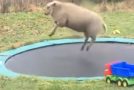 Sheep Finds Out How To Use A Trampoline And Has A Lot Of Fun!
