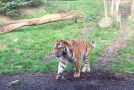 Tiger Hates It When It Gets Awoken By It’s Mate