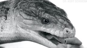Dr. Kurt Schwenk’s World Of Reptile Tongues!