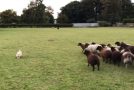 The Sheepdog That Gets Followed Itself!
