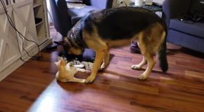 This German Shepherd And This Kitten Are The Best Of Friends!