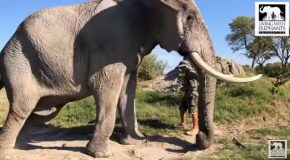 Jabu, The Elephant Gets His Eye Checked!