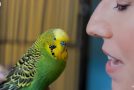 This Budgie Talks To It’s Owner To Stop Feeling Lonely!