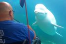 Beluga Whale In Aquarium Is Absolutely Stunned By Man Playing Violin!