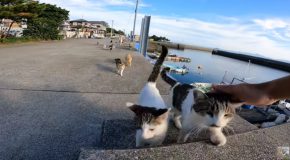 Getting Swarmed By Cats In Cat Island