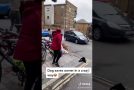 Dog Saves It’s Owner From Attacker!