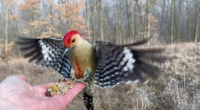 Slow Motion Clip Of Hand-Feeding A Red-Bellied Woodpecker!