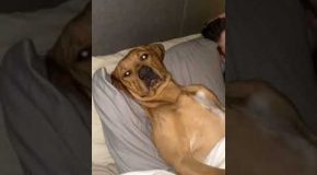 Dog Lays Down On Bed Just Like Human, Refuses To Move!