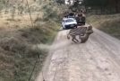 Lioness Tries To Hunt Zebra, Zebra Refuses To Surrender!