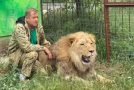 Russian Man Shoos Away Lions Like They Are Tiny Cats!