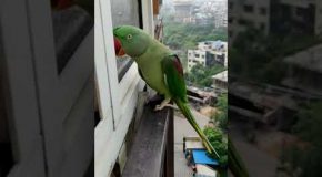 Talking Parrot Calls Mom, Knocks On The Window!