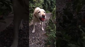 Dog Picks A Tomato From The Garden And Eats It!