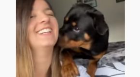 Rottweiler Kisses Owner When She Asks For One!
