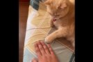 Cat Literally Copies Owner’s Coin Trick!