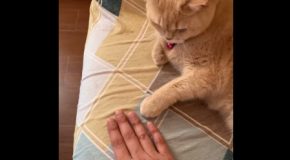 Cat Literally Copies Owner’s Coin Trick!