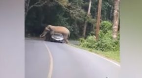 Elephant Goes Berserk, Doesn’t Let Car Pass Through