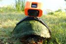 Strapping A GoPro On A Turtle’s Back!