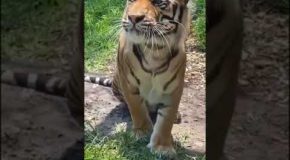 Tiger Meows When Woken Up From Sleep!