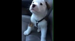 Little Puppy Gets Annoyed By It’s Own Hiccups!