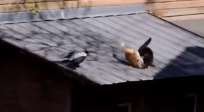 Crow Angers Two Cats And Makes Them Fight!