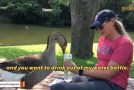 Lone Goose Falls In Love With This Woman, Here’s What Happened!