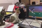 Two Kittens Watch Some Tom & Jerry!