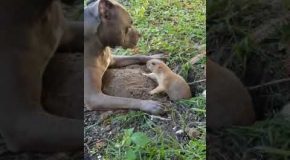 Who Wins? A Pitbull Or A Gopher?
