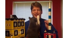 Compilation Of The Best Cats Interrupting Work From Home!