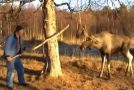 Footage Of A Deer Dropping It’s Antler In Front Of A House!