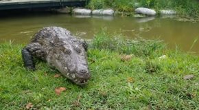 Pet Crocodile Comes Over Like A Dog When Called By Her Name!