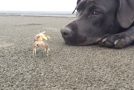 Sheila The Dog Digs Out Crabs And Plays With Them!