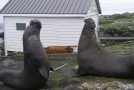 Elephant Seals Battle It Out For The Right To Mate!