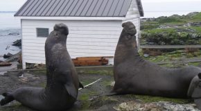 Elephant Seals Battle It Out For The Right To Mate!