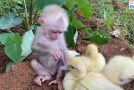 Baby Monkey And Ducklings Are The Best Of Friends!