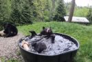 Black Bear Named Takoda Takes A Nice Bath!