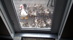 Man Gets Followed Around By Hoard Of Ducklings!