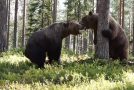 Massive Grizzly Bear Fight Caught On Tape!