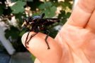 The Giant Blue Robber Fly, Aka, Nightmare With Wings!