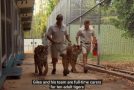 Tiger Cubs Meeting Adult Tigers For The First Time!